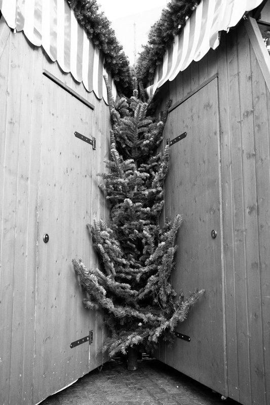 O Tannenbaum | by Marco Ristuccia