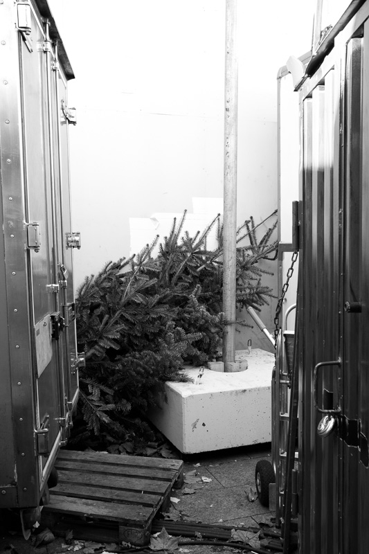 O Tannenbaum | by Marco Ristuccia