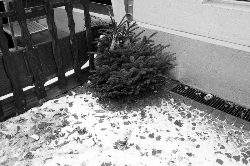 O Tannenbaum | by Marco Ristuccia