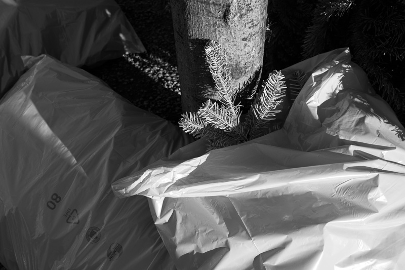 O Tannenbaum | by Marco Ristuccia