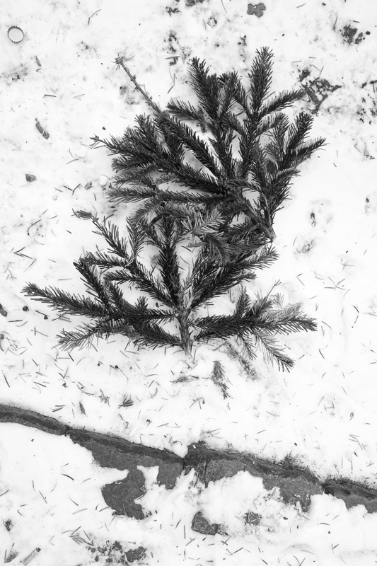 O Tannenbaum | by Marco Ristuccia