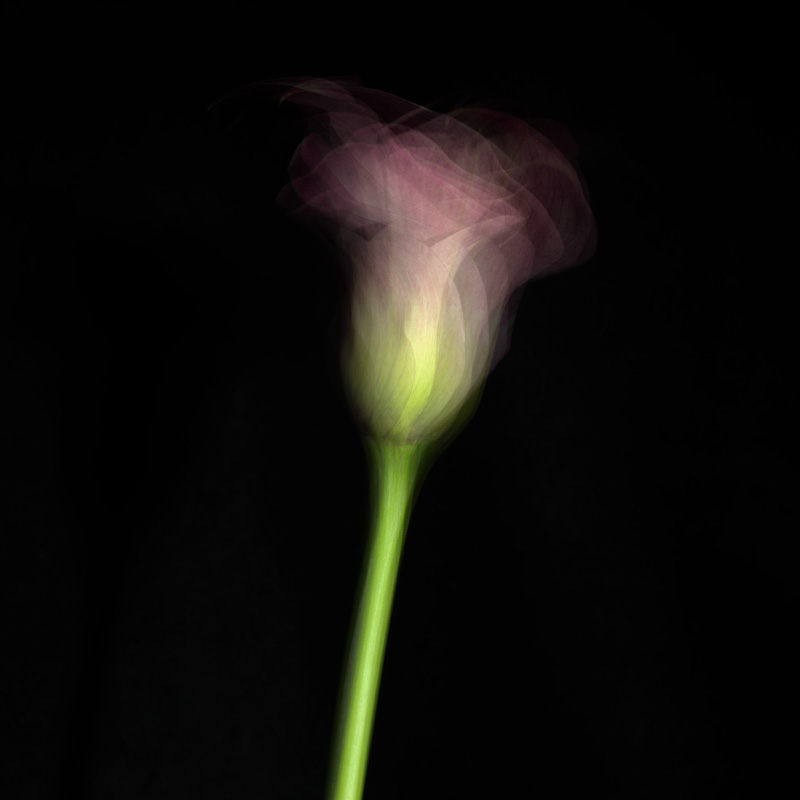 Photo: Dancing Calla - @ 2018 Marco Ristuccia